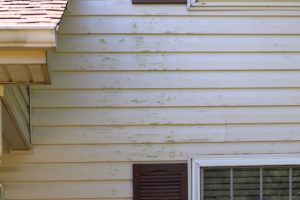 Prolong the Life of Your Home's Siding with Professional Siding Washing